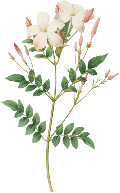 jasmine.png