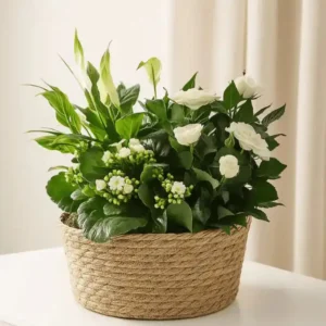 Elegant White Plants for Hanging Baskets and Sympathy Tributes